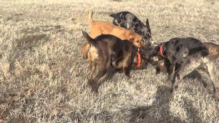 Охота на барсука с собаками