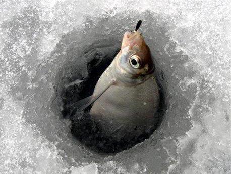 Ловля леща зимой на водохранилище