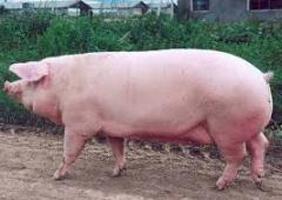 какие мясные породы свиней 