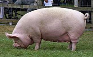 мясные породы свиней 