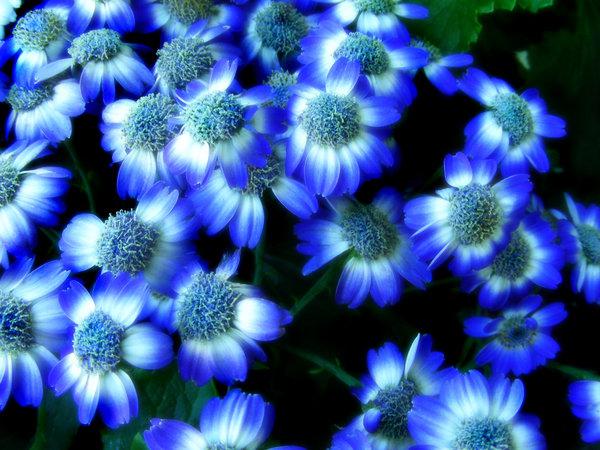 синие цветы что означают