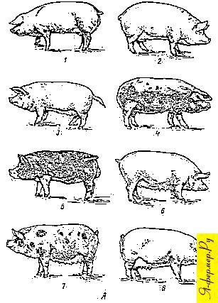 Отечественные породы свиней: эстонская беконная; литовская белая; латвийская белая; белорусская  черно-пестрая; кемеровская; семиреченская; украинская степная рябая; муромская кемеровская; семиреченская; украинская степная рябая; муромская 