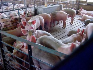 Клеточный способ содержания свиней