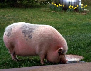 Большая свинья на поляне