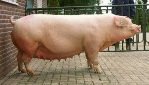 Ландрас - порода свиней