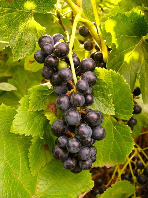 Чем полезно виноградное варенье. Прозрачное виноградное варенье с целыми виноградинками: варю в два приема 14
