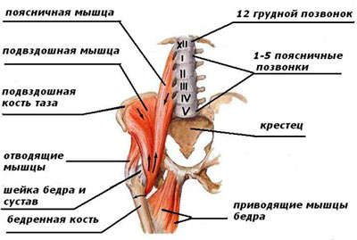 Подвздошно поясничная мышца