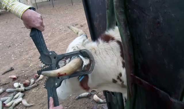 Обезроживание быка