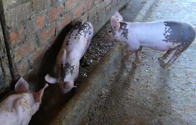 Ливенские свиньи неприхотливы в еде